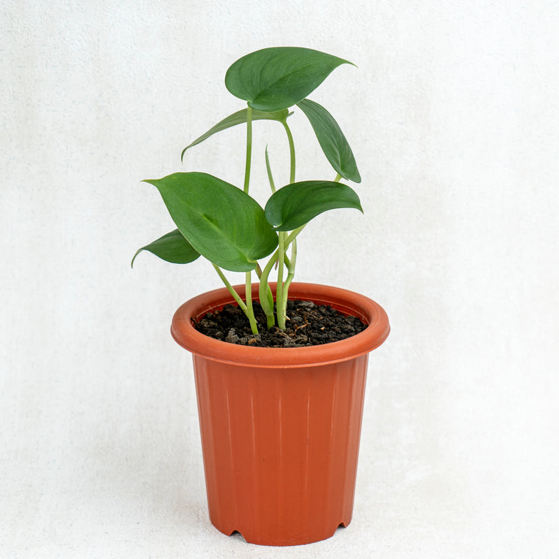 Scindapsus Jade Satin Black