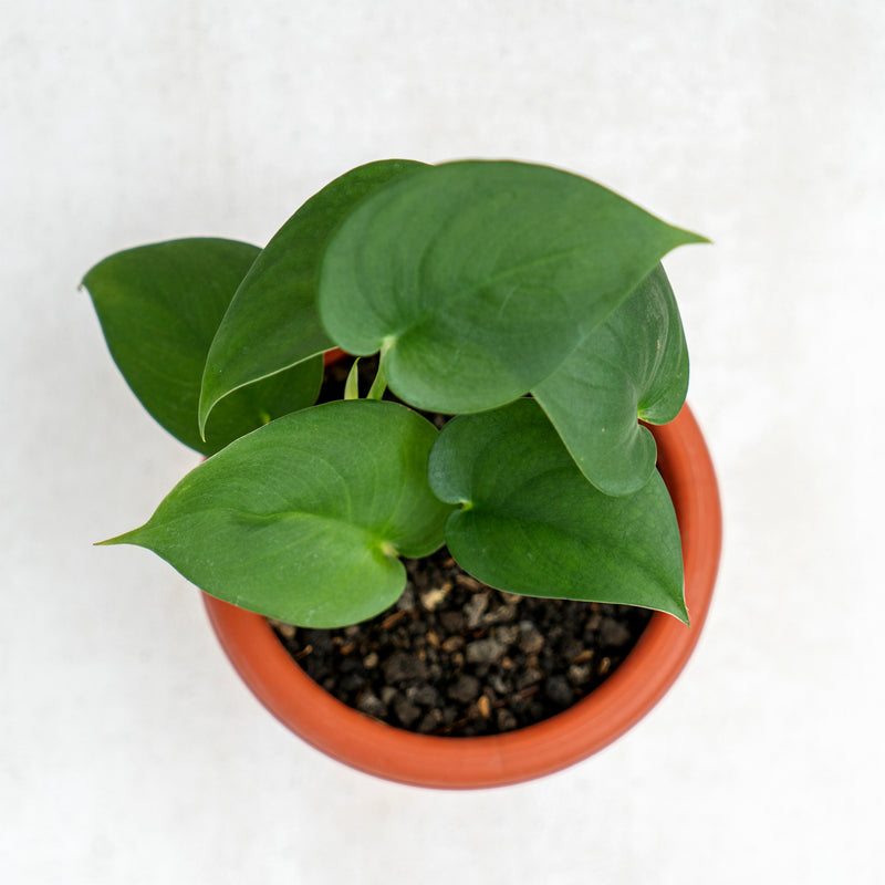 Scindapsus Jade Satin Black