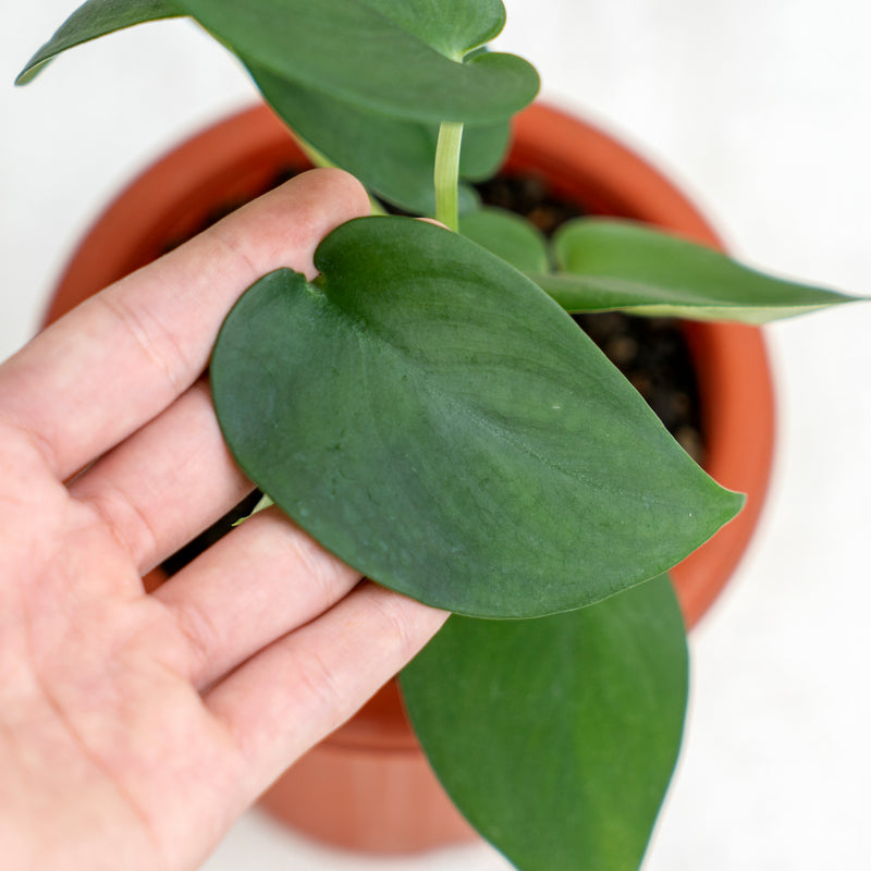 Scindapsus Jade Satin Black