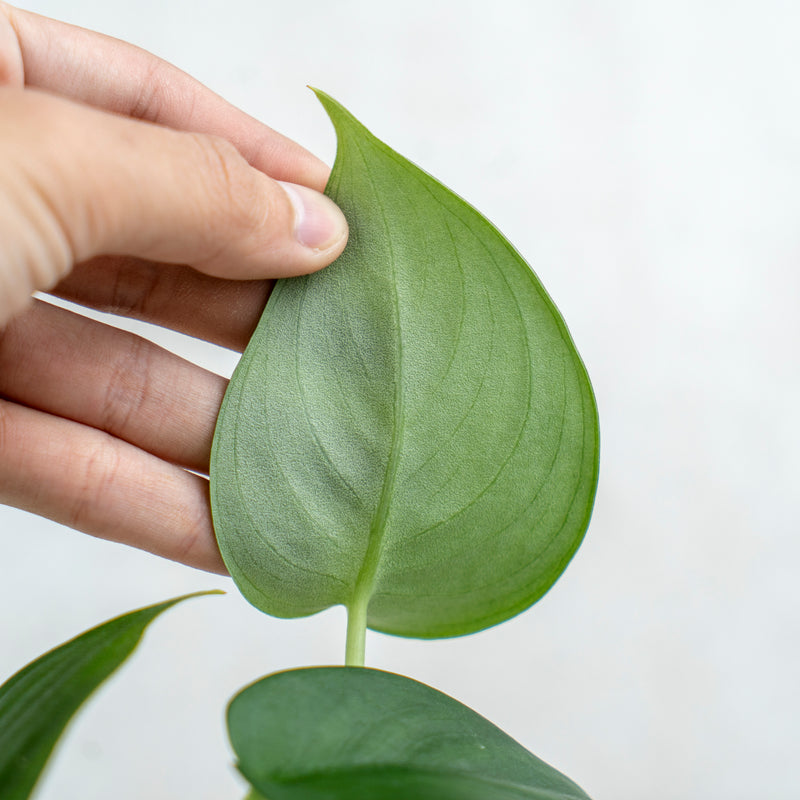 Scindapsus Jade Satin Black