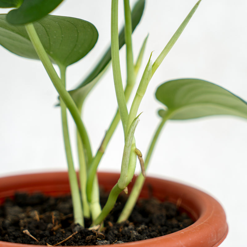 Scindapsus Jade Satin Black