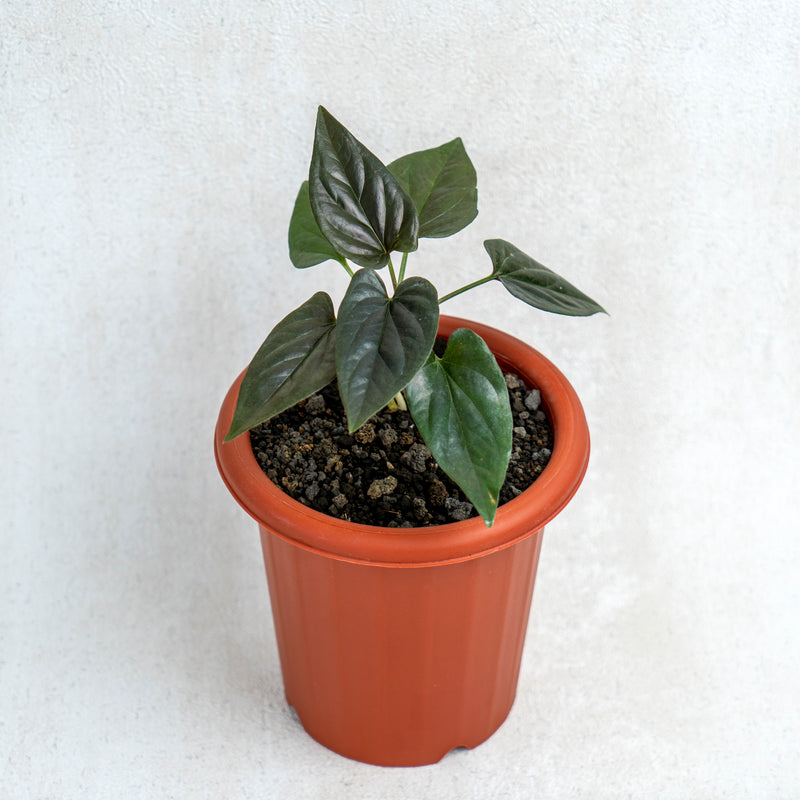 Syngonium Erythrophyllum