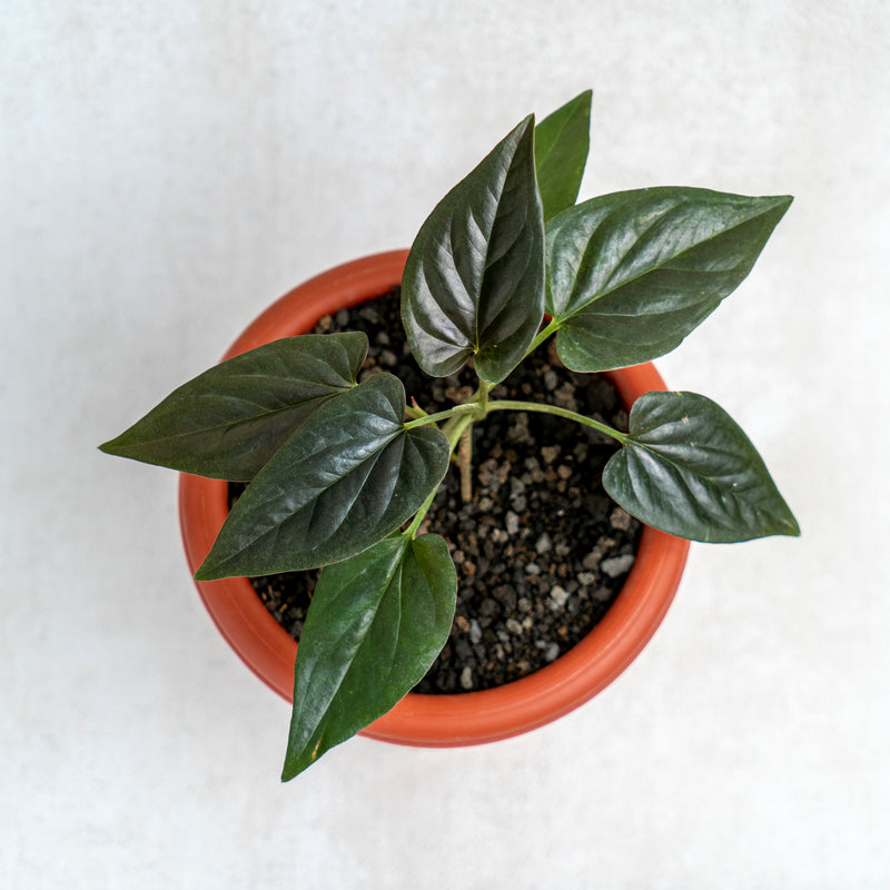 Syngonium Erythrophyllum