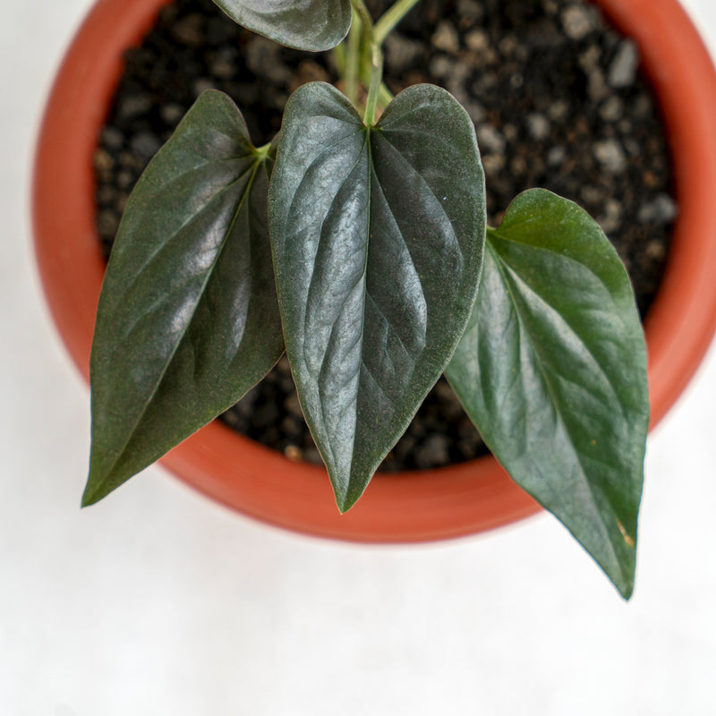 Syngonium Erythrophyllum