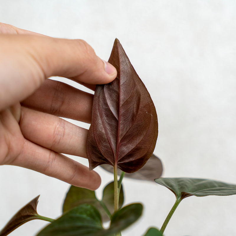 Syngonium Erythrophyllum