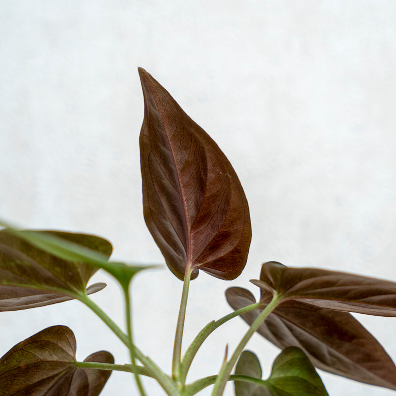 Syngonium Erythrophyllum