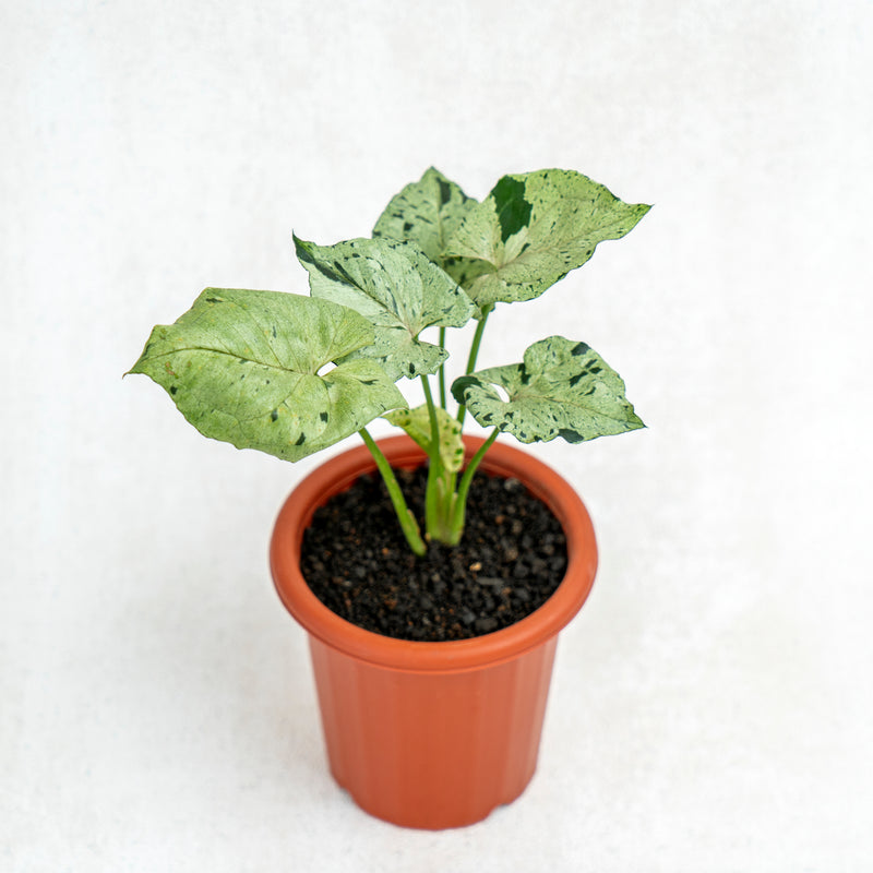 Syngonium Green Splash