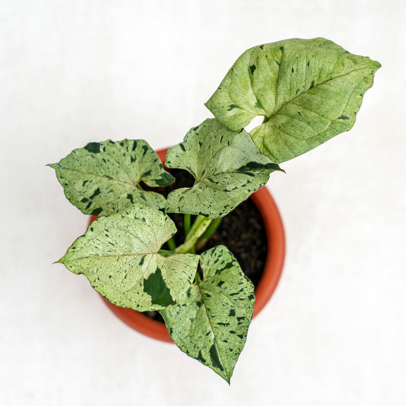 Syngonium Green Splash