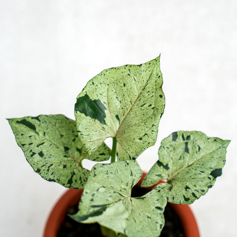 Syngonium Green Splash