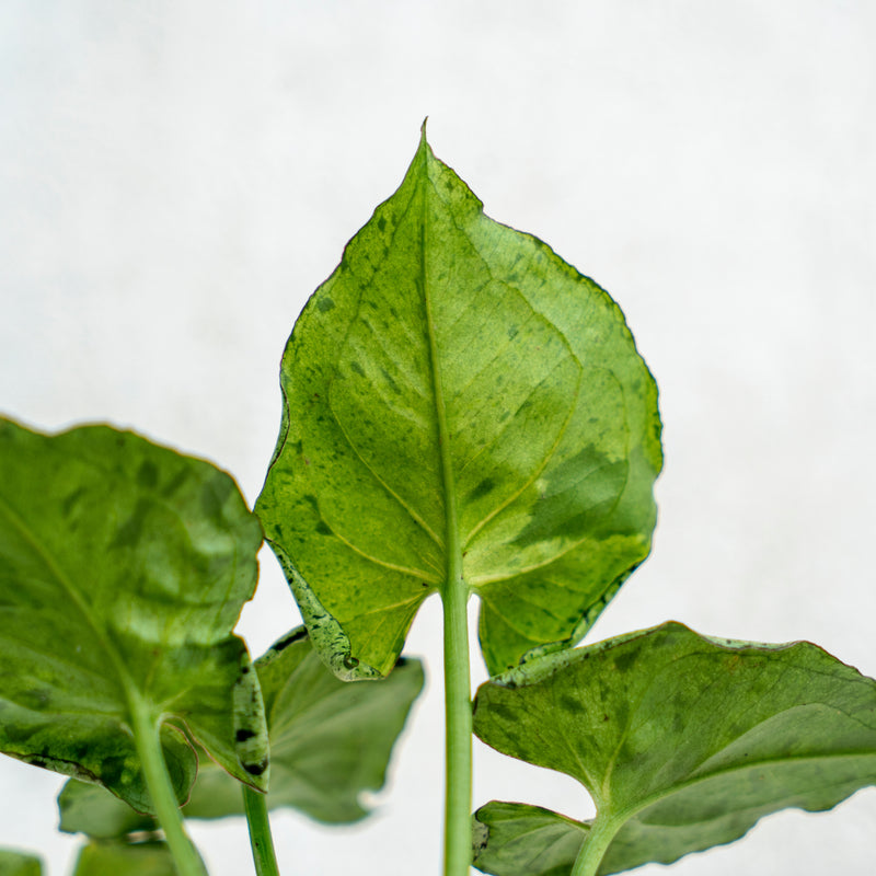 Syngonium Green Splash