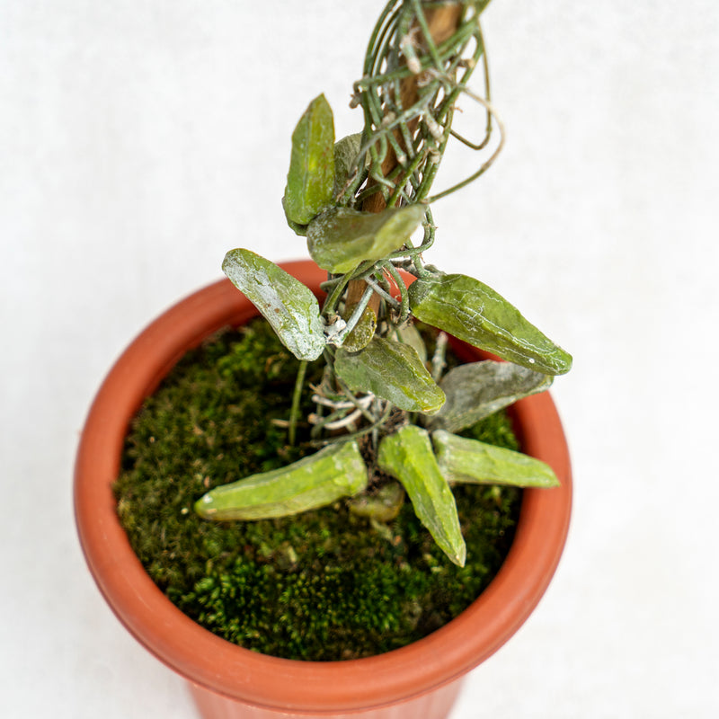 Hoya Dischidia Major