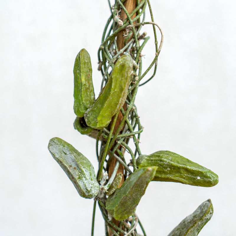 Hoya Dischidia Major