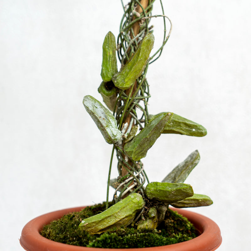 Hoya Dischidia Major