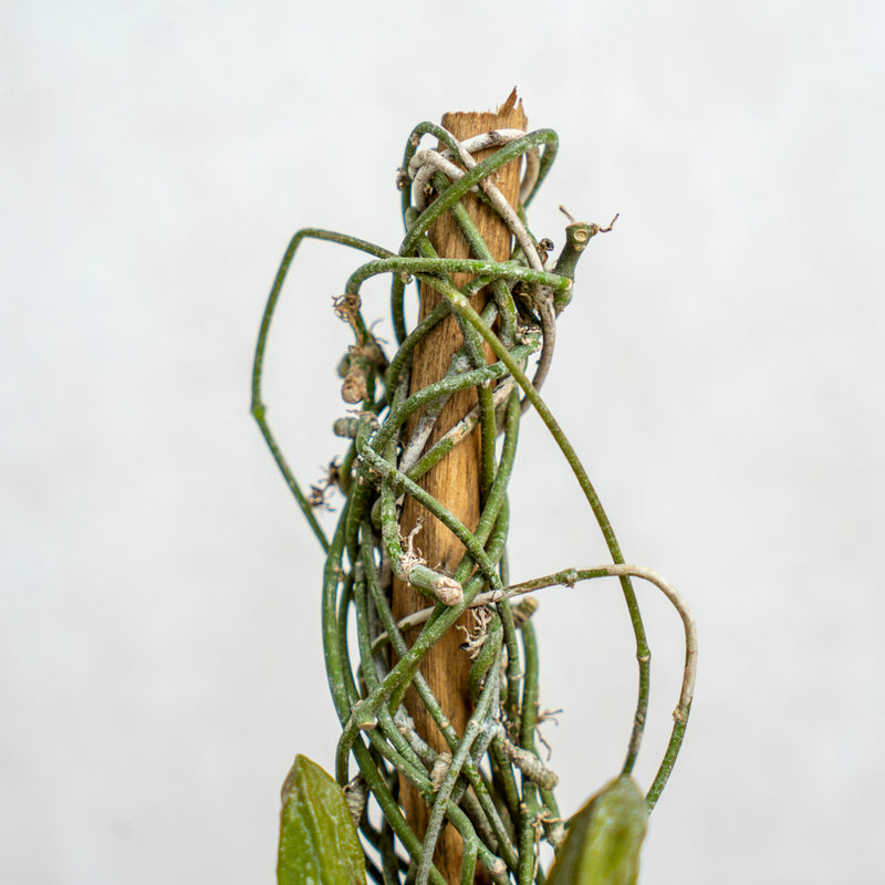Hoya Dischidia Major