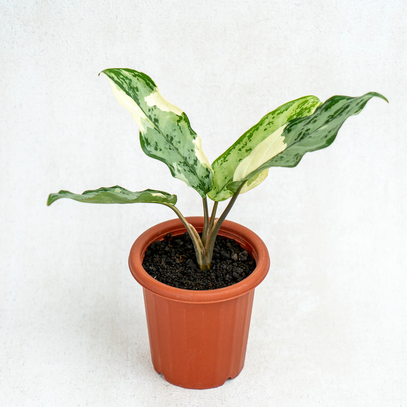 Aglaonema Comutatum Variegated