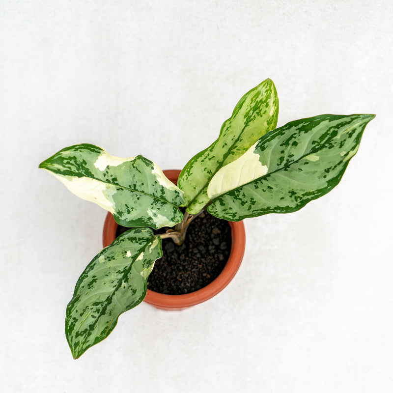 Aglaonema Comutatum Variegated
