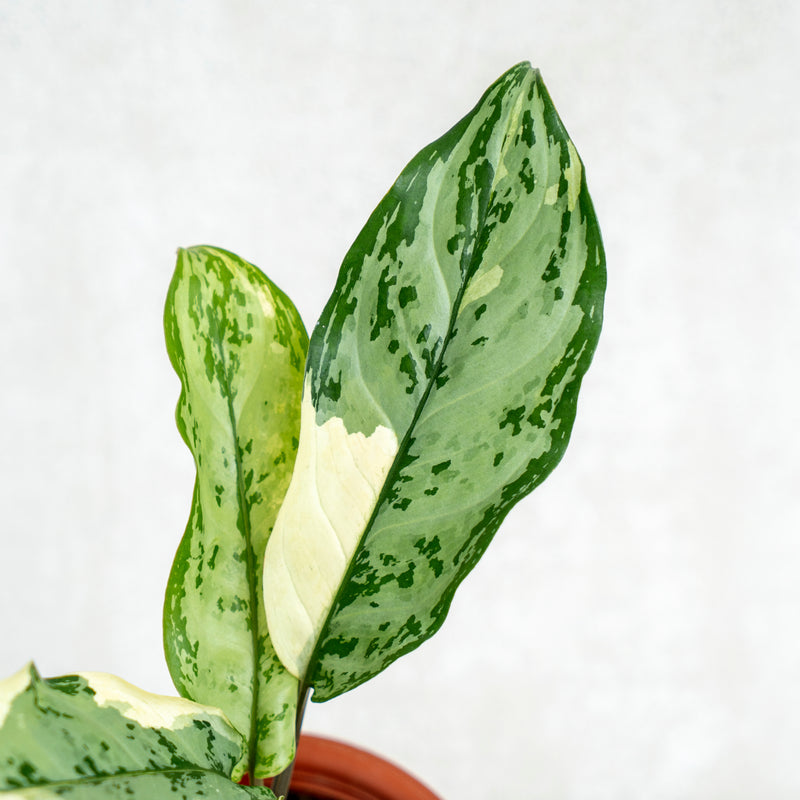 Aglaonema Comutatum Variegated