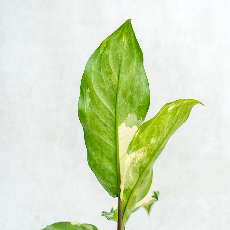 Aglaonema Comutatum Variegated