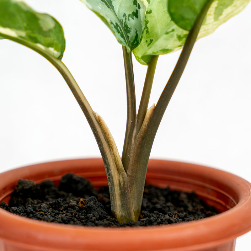 Aglaonema Comutatum Variegated
