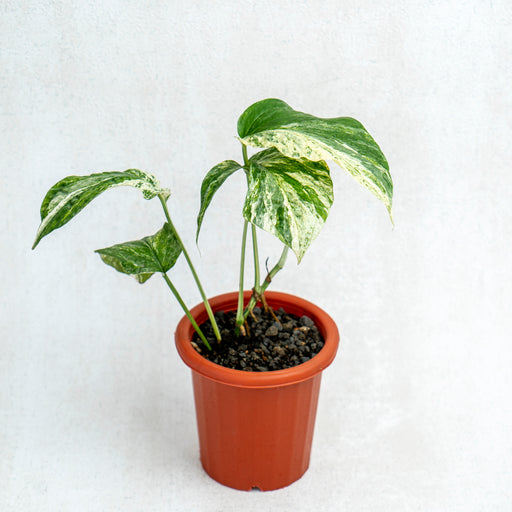 Amydrium Variegated