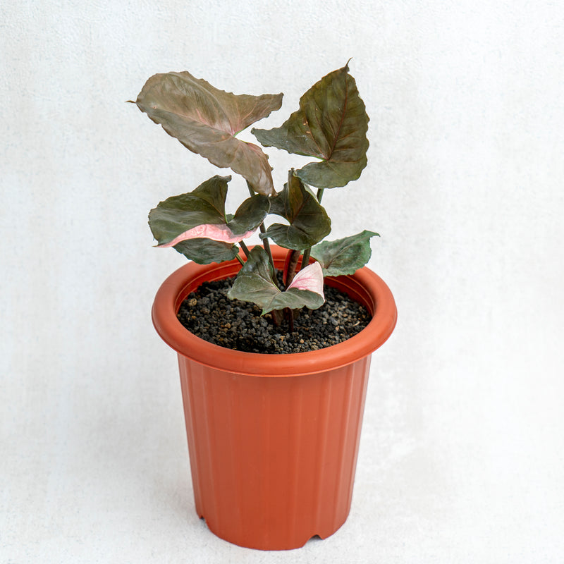 Syngonium Strawberry Ice