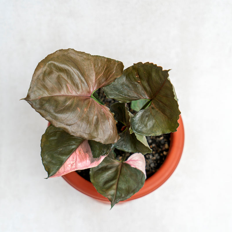 Syngonium Strawberry Ice