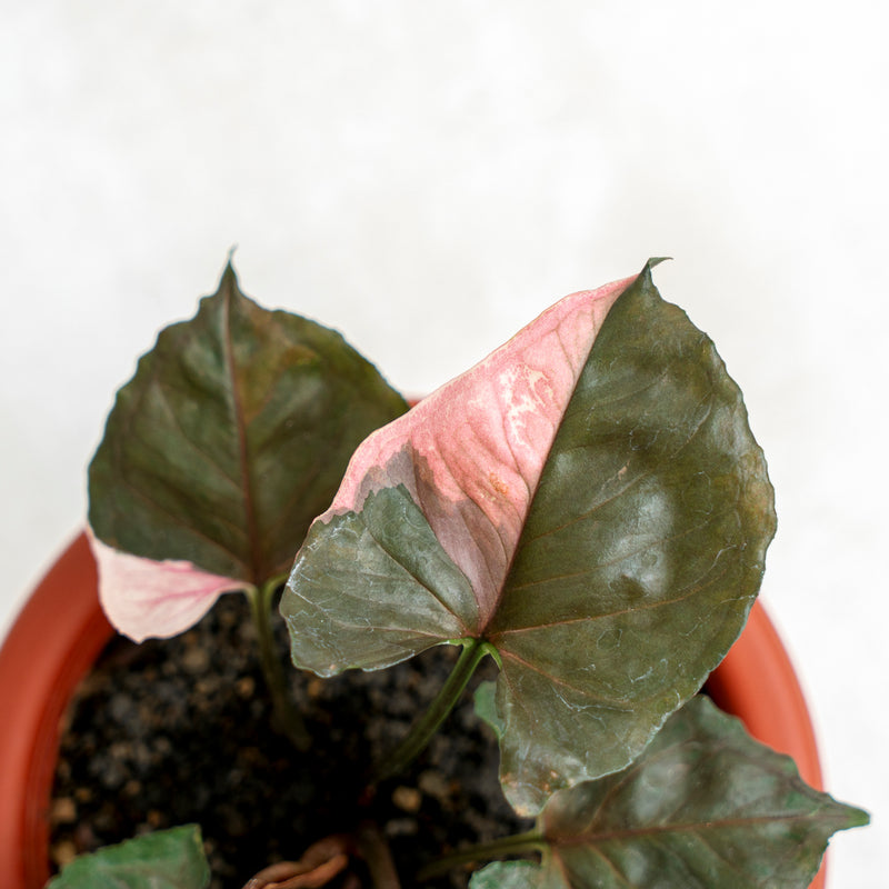 Syngonium Strawberry Ice