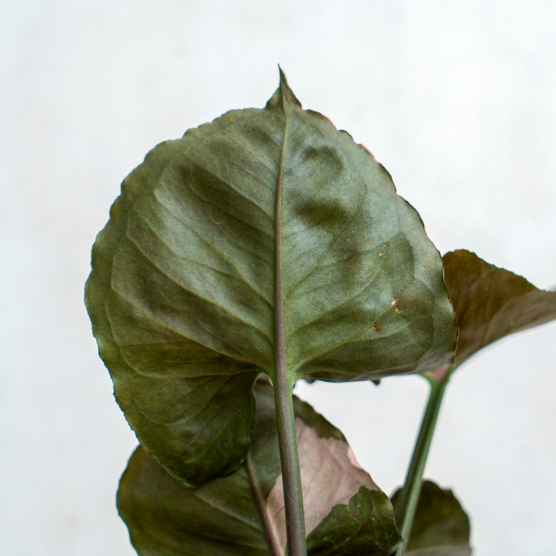 Syngonium Strawberry Ice