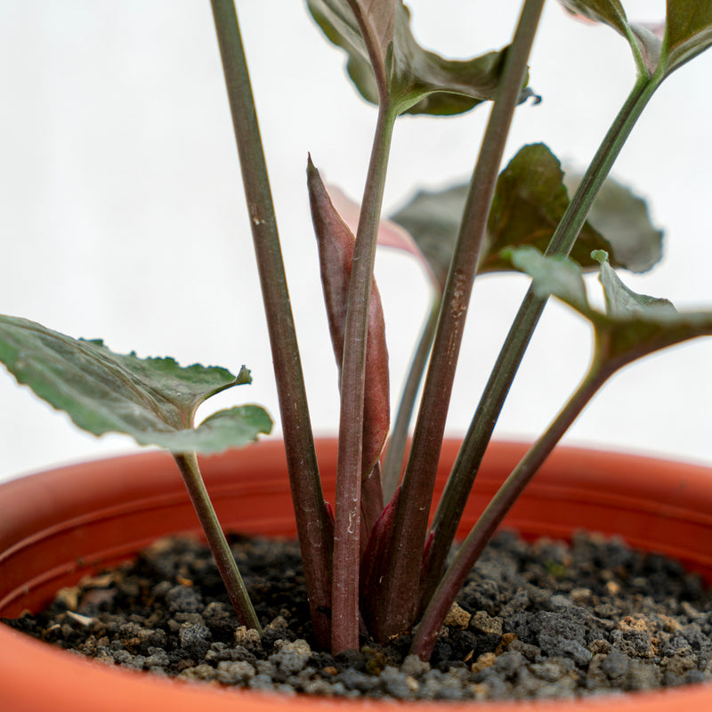 Syngonium Strawberry Ice