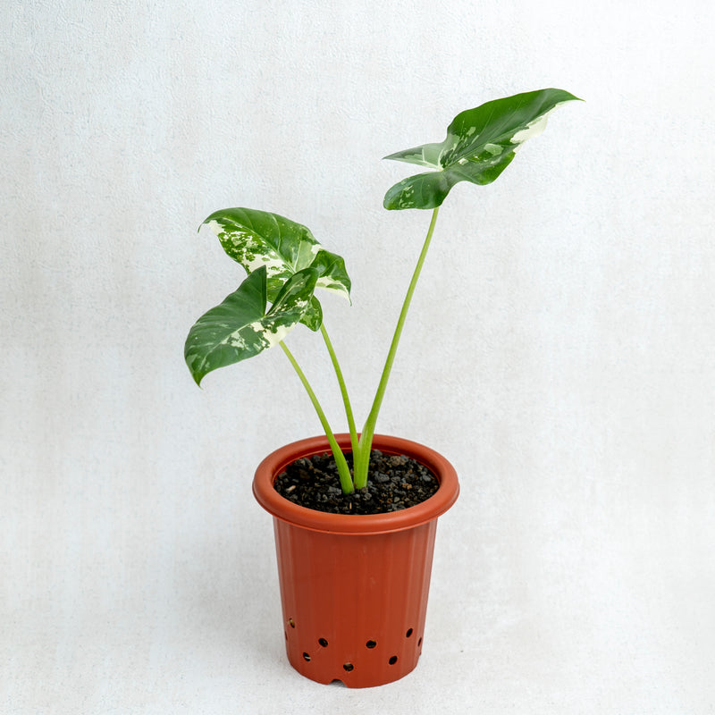 Alocasia Sente Variegated