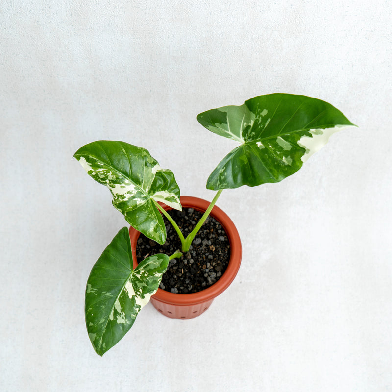 Alocasia Sente Variegated
