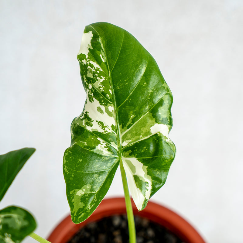 Alocasia Sente Variegated