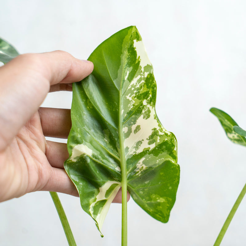 Alocasia Sente Variegated