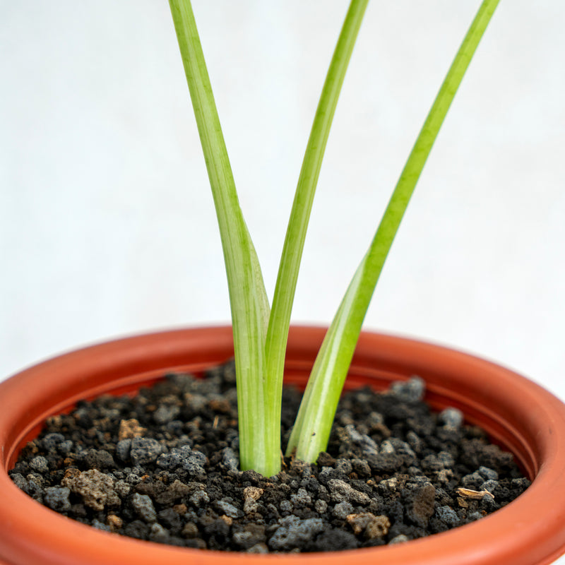 Alocasia Sente Variegated