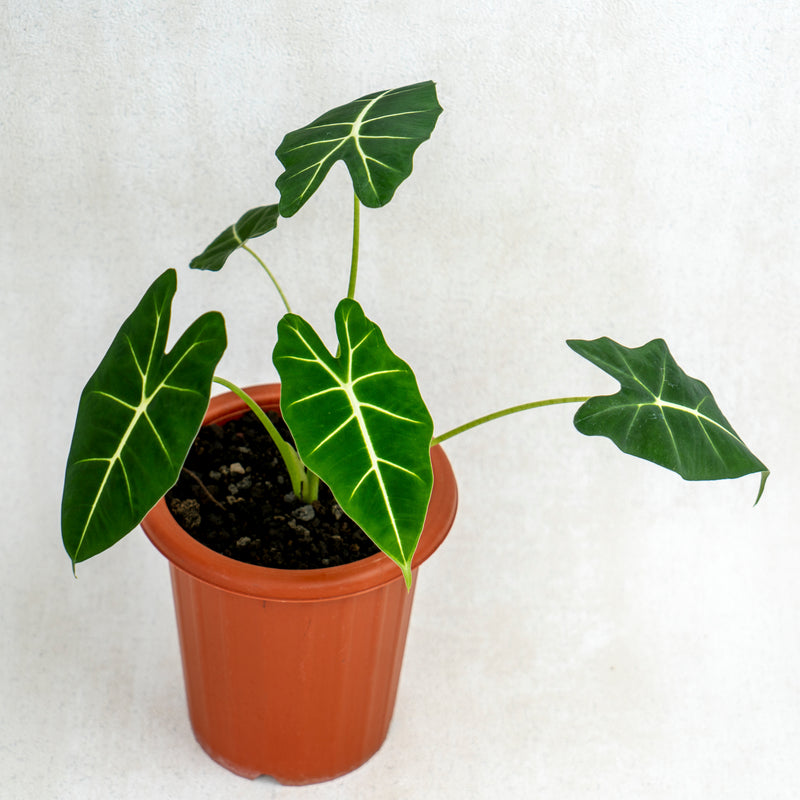 Alocasia Frydek