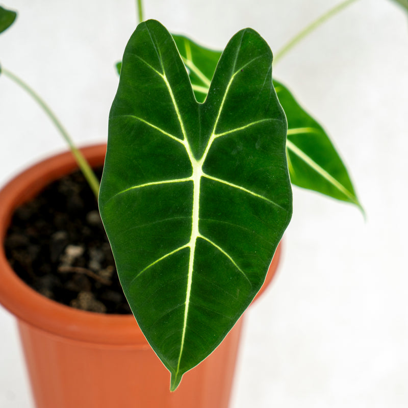 Alocasia Frydek