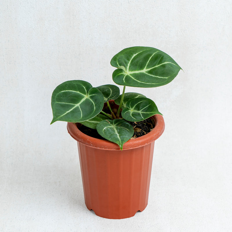 Anthurium Dorayaki Hybrid