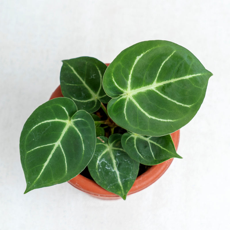 Anthurium Dorayaki Hybrid