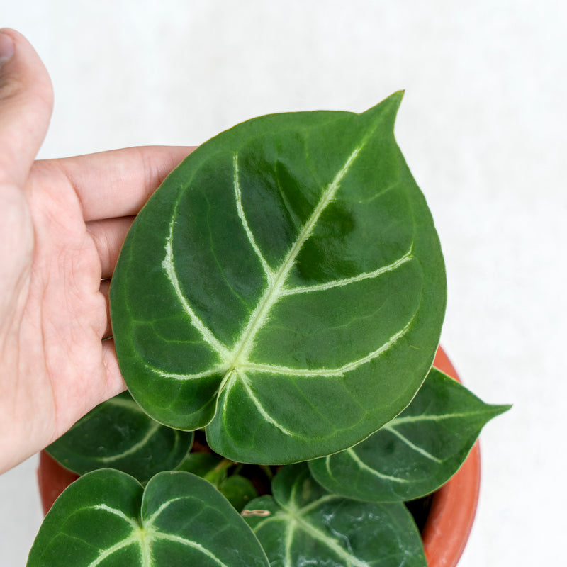 Anthurium Dorayaki Hybrid