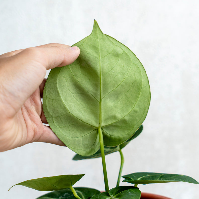 Anthurium Dorayaki Hybrid
