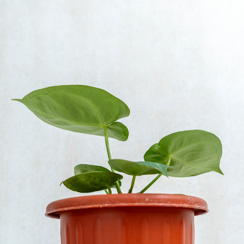 Anthurium Dorayaki Hybrid