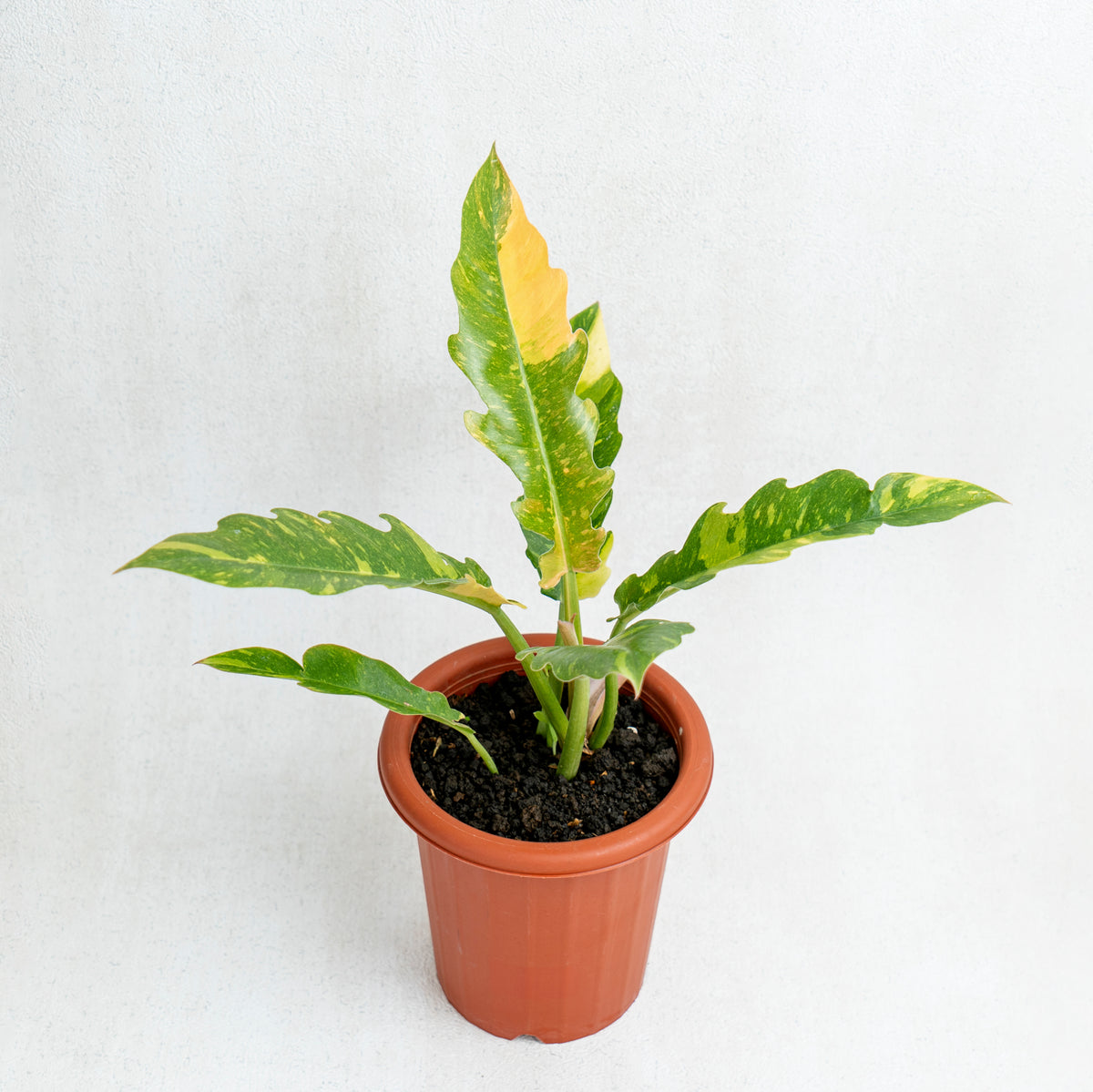 philodendron ring of fire australia Philodendron Ring Of Fire — Aroidasia