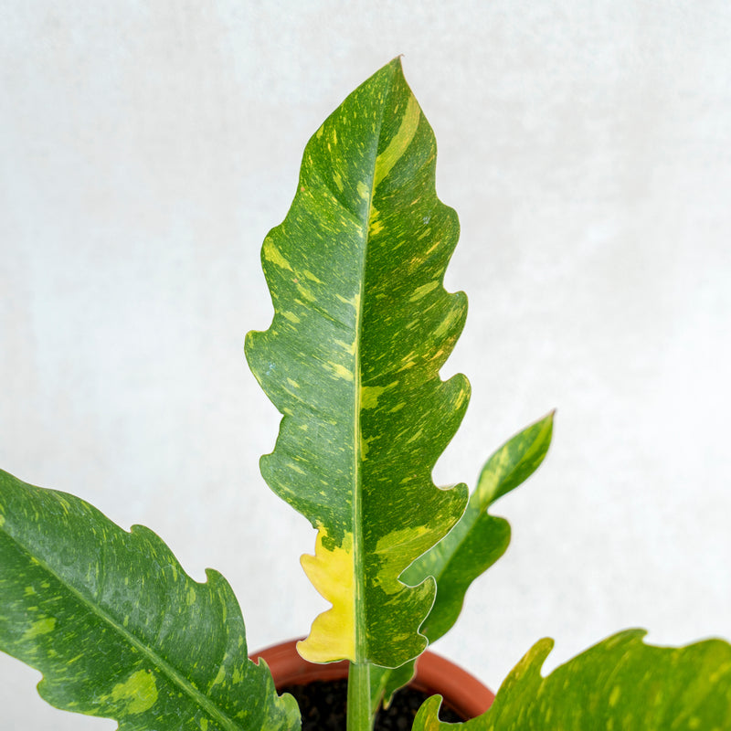 Philodendron Ring Of Fire