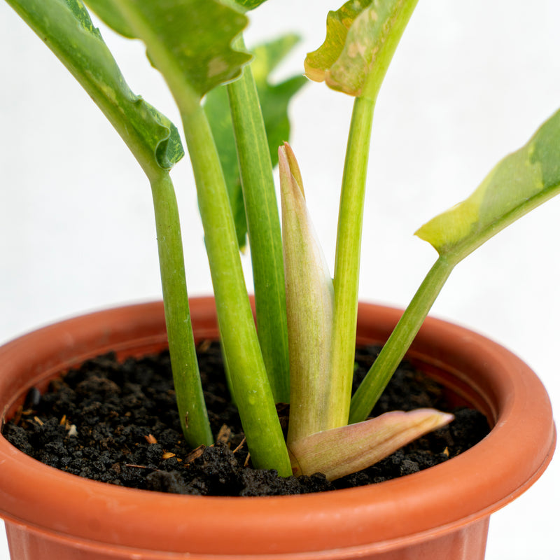 Philodendron Ring Of Fire