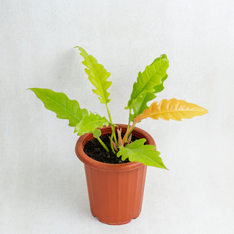Philodendron Golden Saw/Crocodile Golden