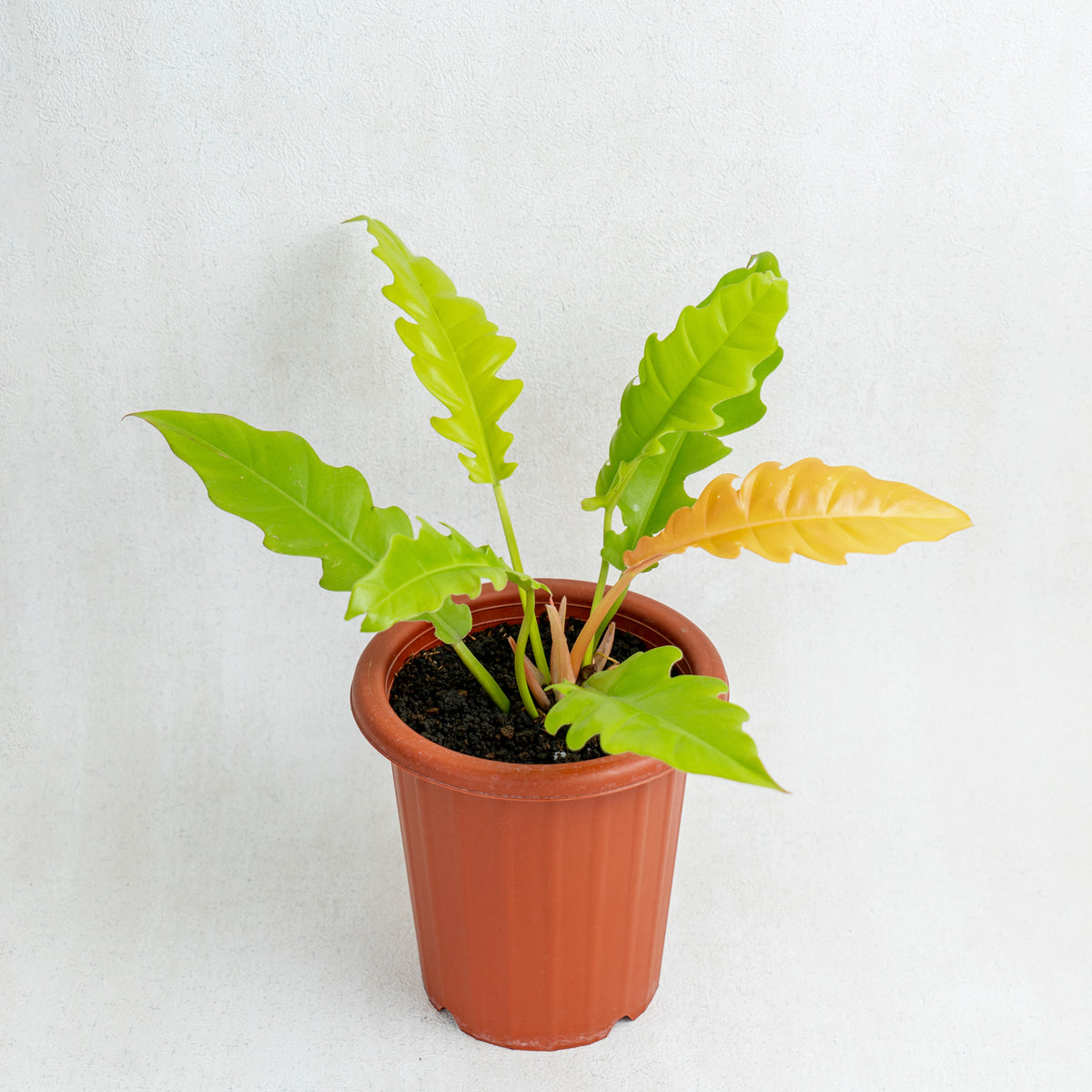 philodendron golden saw Philodendron Golden Saw/Crocodile Golden