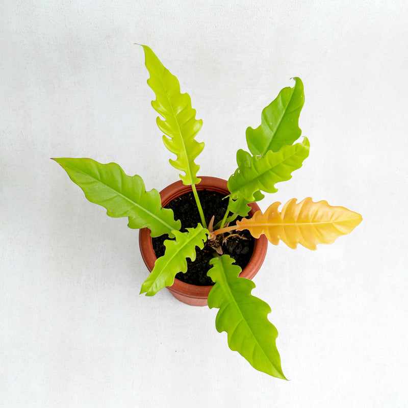 Philodendron Golden Saw/Crocodile Golden