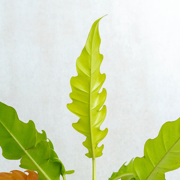 Philodendron Golden Saw/Crocodile Golden