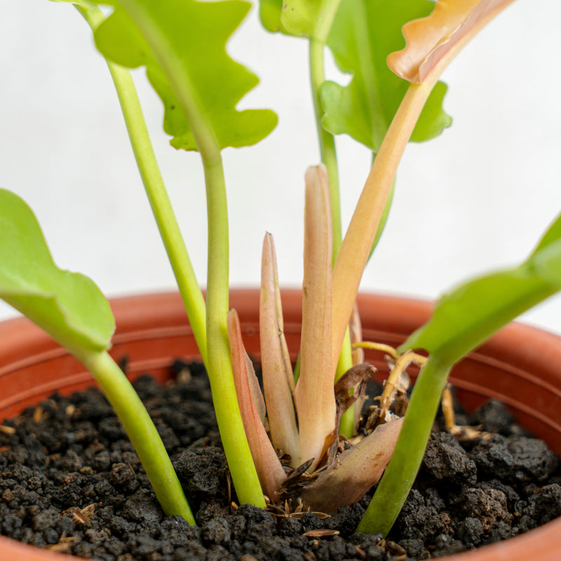 Philodendron Golden Saw/Crocodile Golden