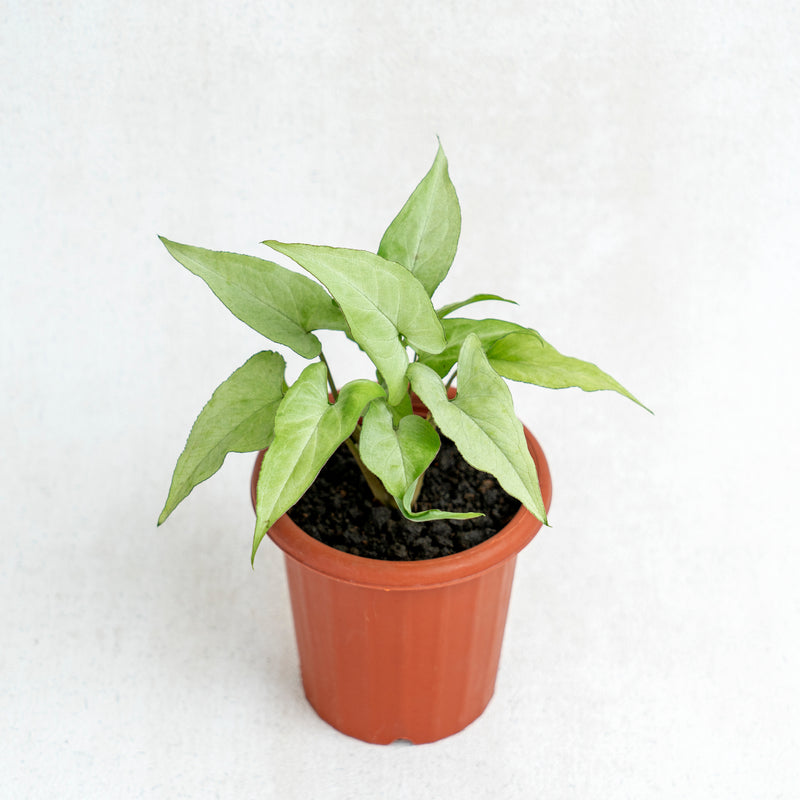 Syngonium White Narrow